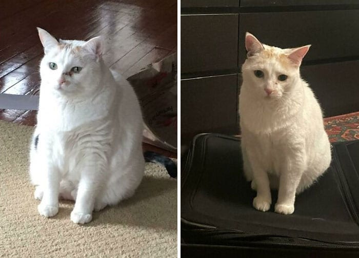 30 Chubby Cats' Remarkable Journey To Healthier Lives