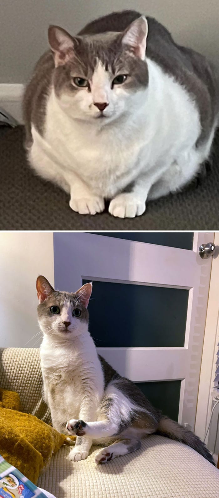 Cats Losing Weight Before After 24 65129D1A7Ad8A 700