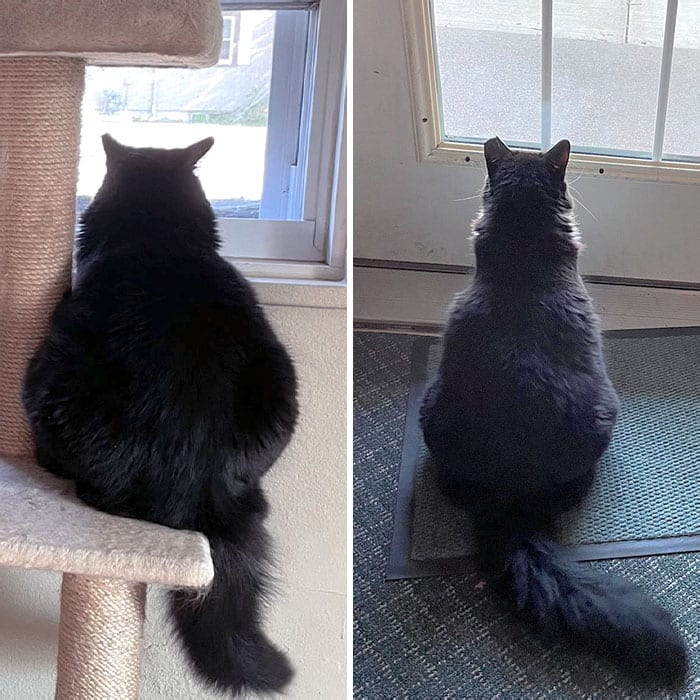 30 Chubby Cats' Remarkable Journey To Healthier Lives