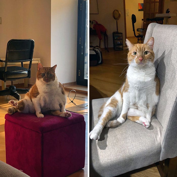 30 Chubby Cats' Remarkable Journey To Healthier Lives