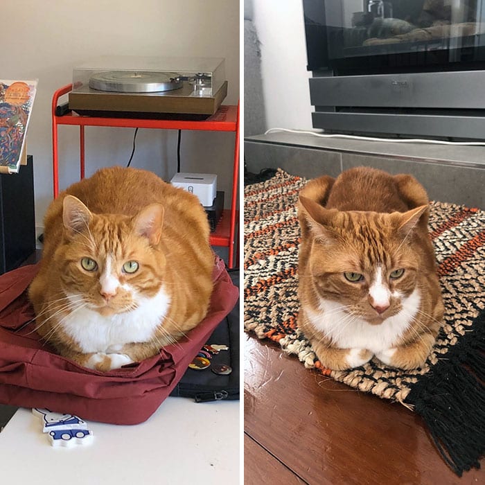 Cats Losing Weight Before After 310 64Dcb92B8Fcbd 700