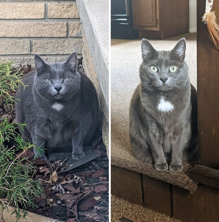 Cats Losing Weight Before After 314 64Dcc67281299 700
