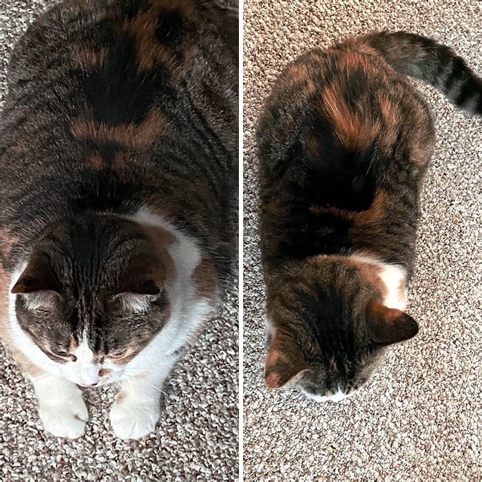 Cats Losing Weight Before After 4 64E31A4D6B83D 700