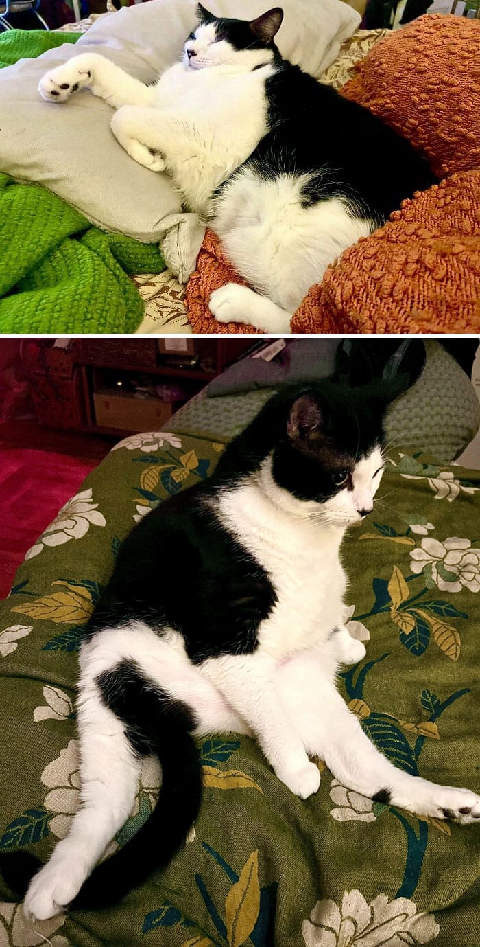 Cats Losing Weight Before After 40 6512Ce36Ea0B5 700
