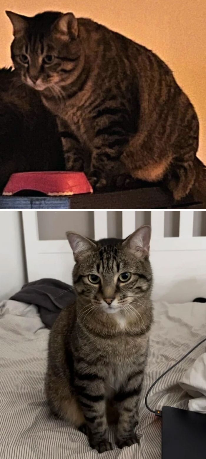 Cats Losing Weight Before After 44 6512De120A778 700