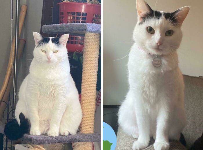 Cats Losing Weight Before After 5 650B08281F9Dd 700