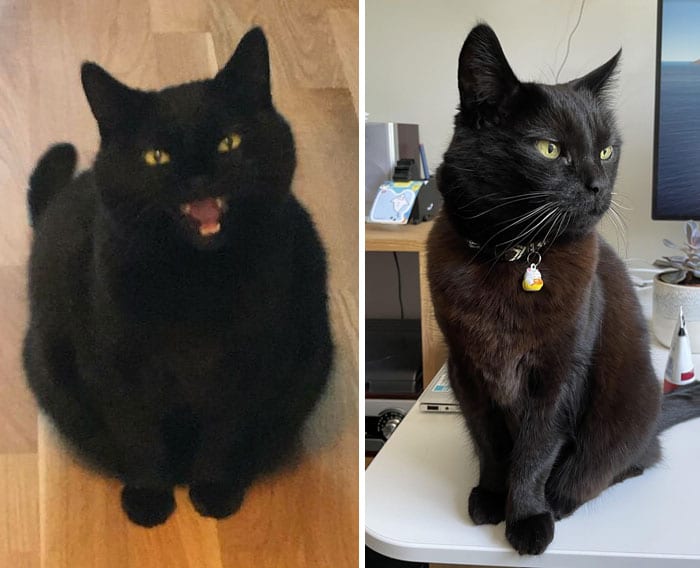 Cats Losing Weight Before After 58 65142532D6685 700