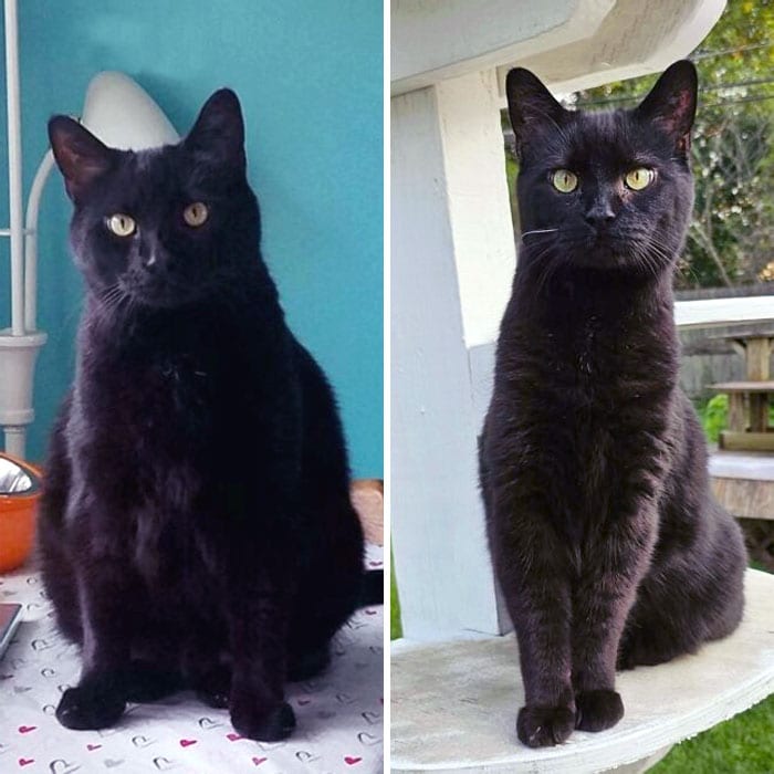 Cats Losing Weight Before After 7 64E356197D68D 700