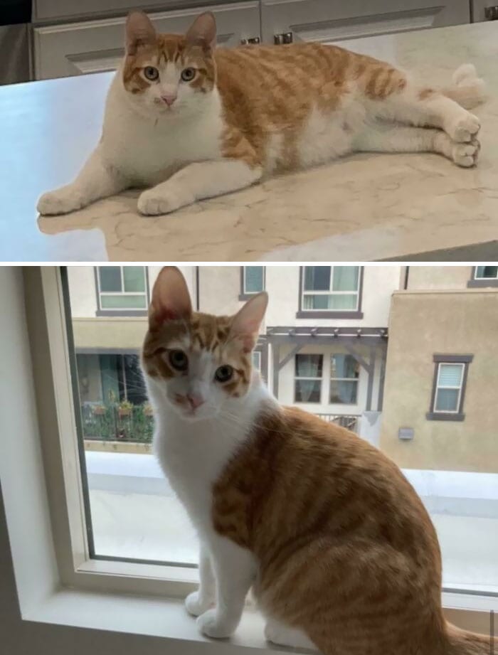 Cats Losing Weight Before After 8 65127Cb7A0Df6 700