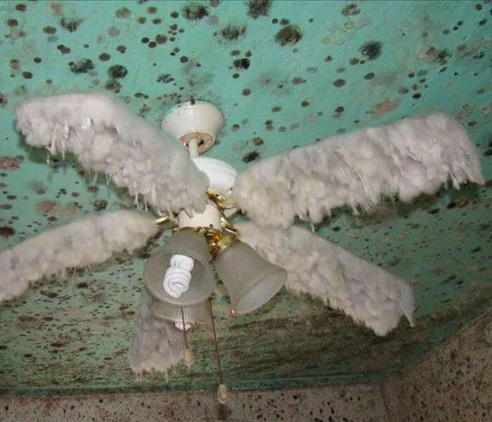 30 Intriguing Images That Defy Easy Description: A Moldy Fascination