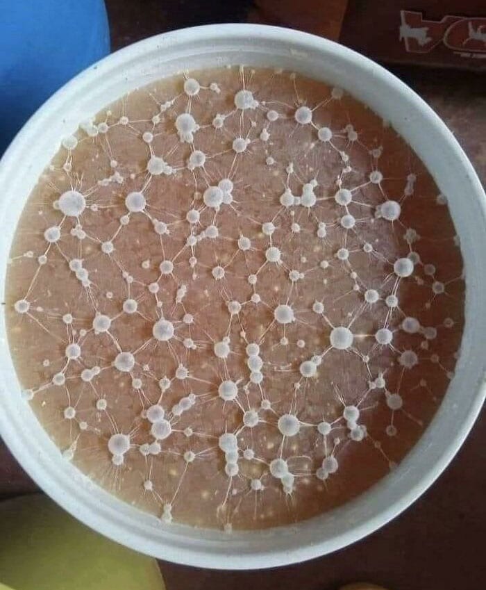 Soft Interesting Looking Mold Pics 3 651Eb371F319B 700