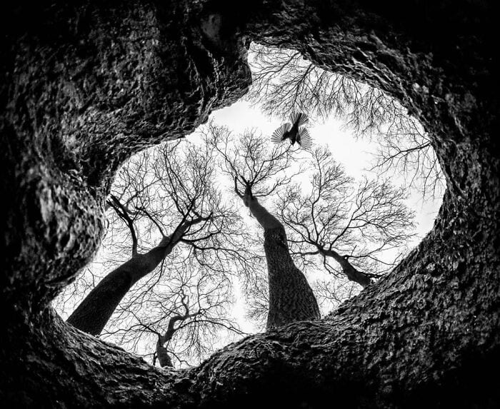 30 Astonishing Wild Life Images 