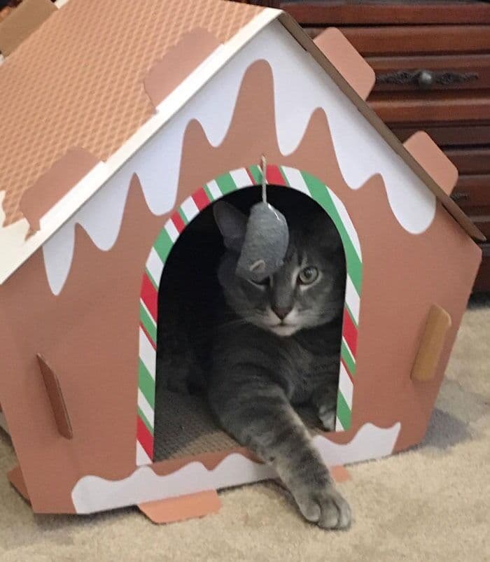 6537D7648Cd67 Holiday Products For Pets And Their Owners Amazon