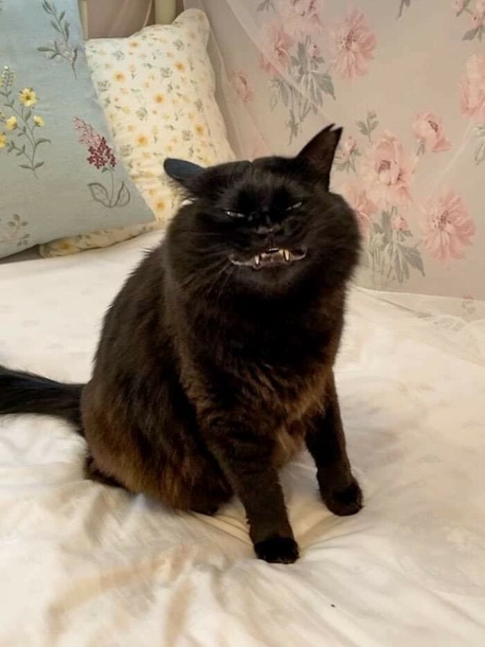 30 Cats Caught Off Guard In Adorably Scruffy Moments.