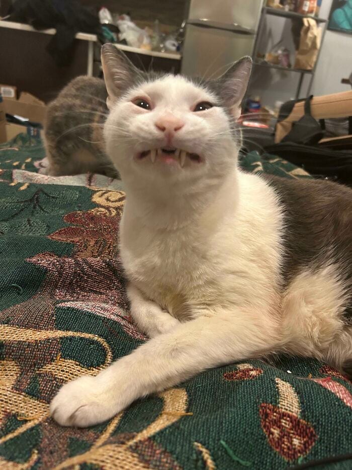 30 Cats Caught Off Guard In Adorably Scruffy Moments.