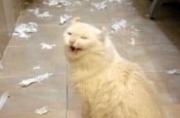 654De48147412 Scrungy Sneezing Cat Pics