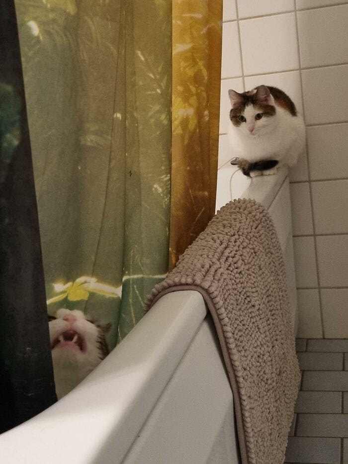654De4Efb1C9E Scrungy Sneezing Cat Pics