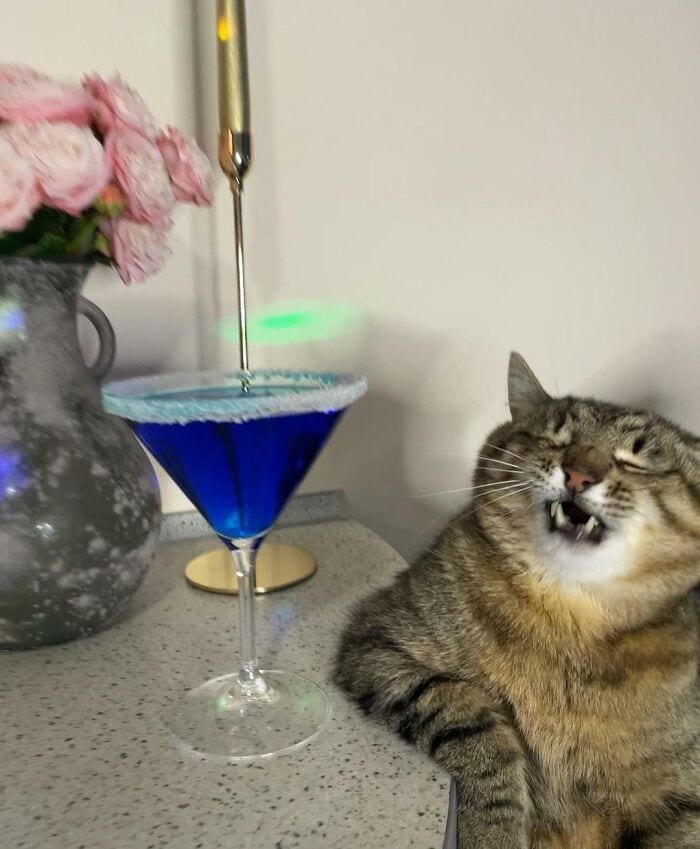 654Deb9010738 Scrungy Sneezing Cat Pics