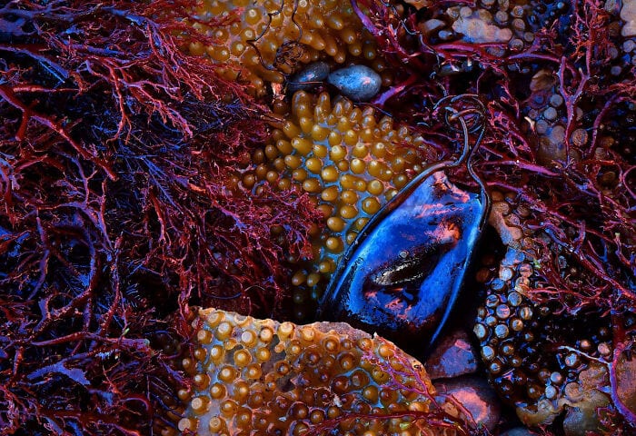 The Winners Of The European Wildlife Photographer Of The Year 2023 Have Been Announced 6544E859227A3 700