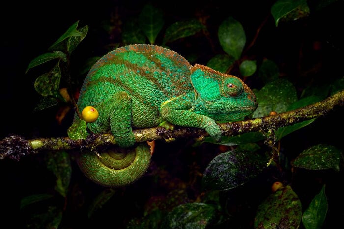 The Winners Of The European Wildlife Photographer Of The Year 2023 Have Been Announced 6544E864E9C78 700