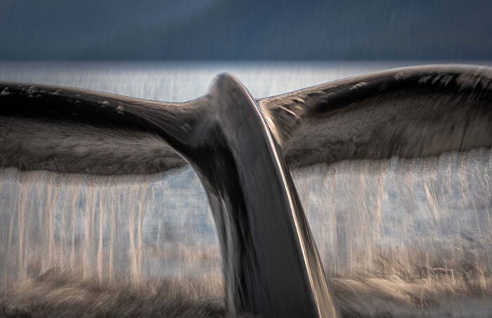 The Winners Of The European Wildlife Photographer Of The Year 2023 Have Been Announced 6544E8846Ab12 700