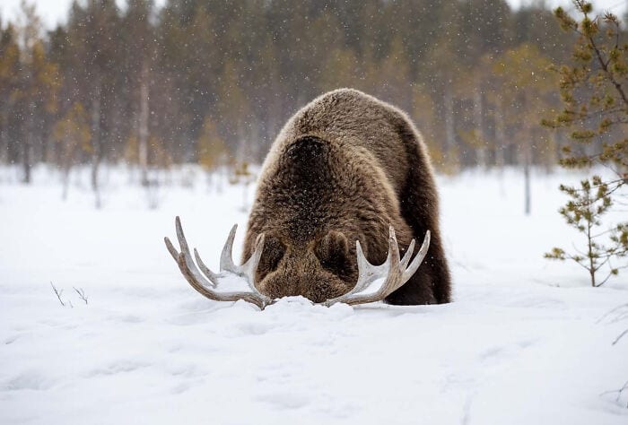 The Winners Of The European Wildlife Photographer Of The Year 2023 Have Been Announced 6544E887Bc243 700
