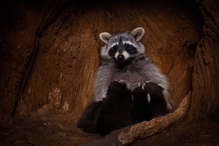 The Winners Of The European Wildlife Photographer Of The Year 2023 Have Been Announced 6544E88F41B6C 700