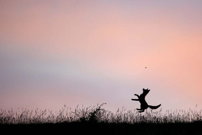 The Winners Of The European Wildlife Photographer Of The Year 2023 Have Been Announced 6544E891Bf0A9 700
