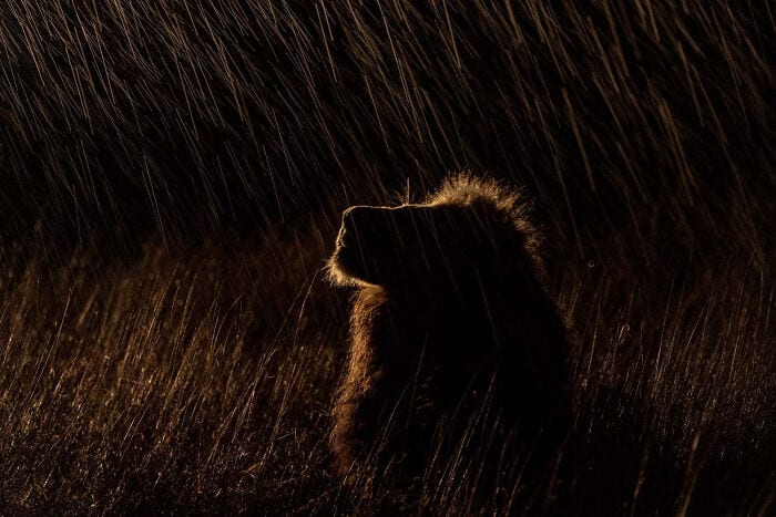 The Winners Of The European Wildlife Photographer Of The Year 2023 Have Been Announced 6544E894D6473 700