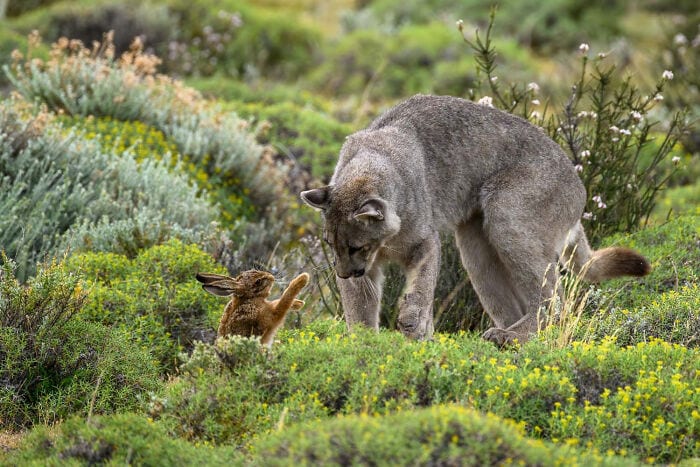 The Winners Of The European Wildlife Photographer Of The Year 2023 Have Been Announced 6544E8995F0A0 700