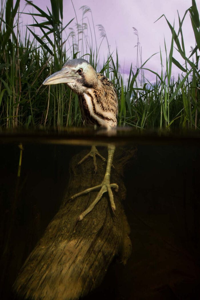 The Winners Of The European Wildlife Photographer Of The Year 2023 Have Been Announced 6544E8A988194 700