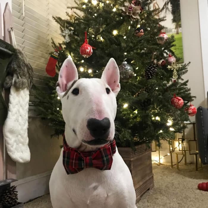 Holiday Products For Pets And Their Owners Amazon 12 6538E53E52Dcb 700