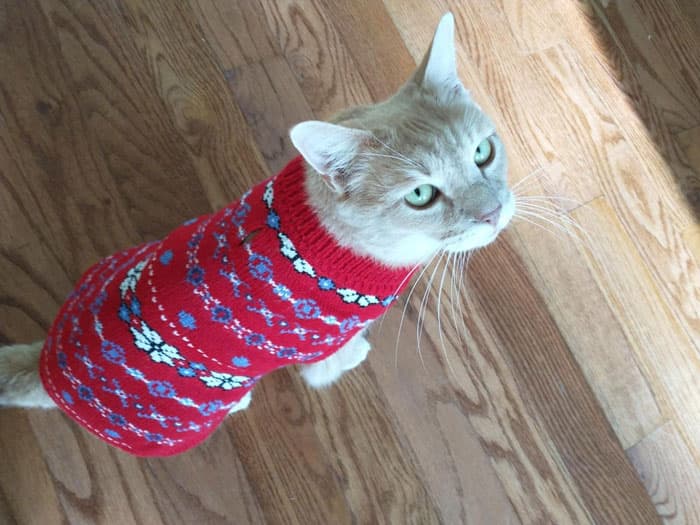 Holiday Products For Pets And Their Owners Amazon 18 6539123Bf0Fa0 700