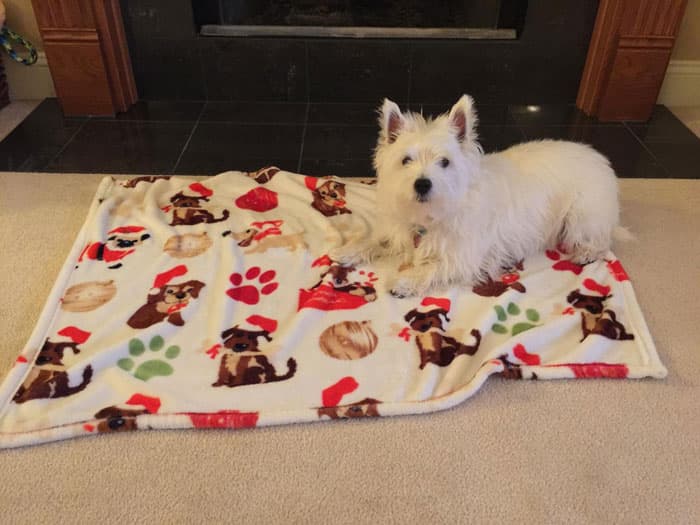 Holiday Products For Pets And Their Owners Amazon 24 6539234Bbd233 700