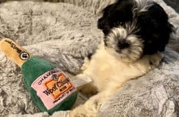 Holiday Products For Pets And Their Owners Amazon 29 653926D11Bbe5 700
