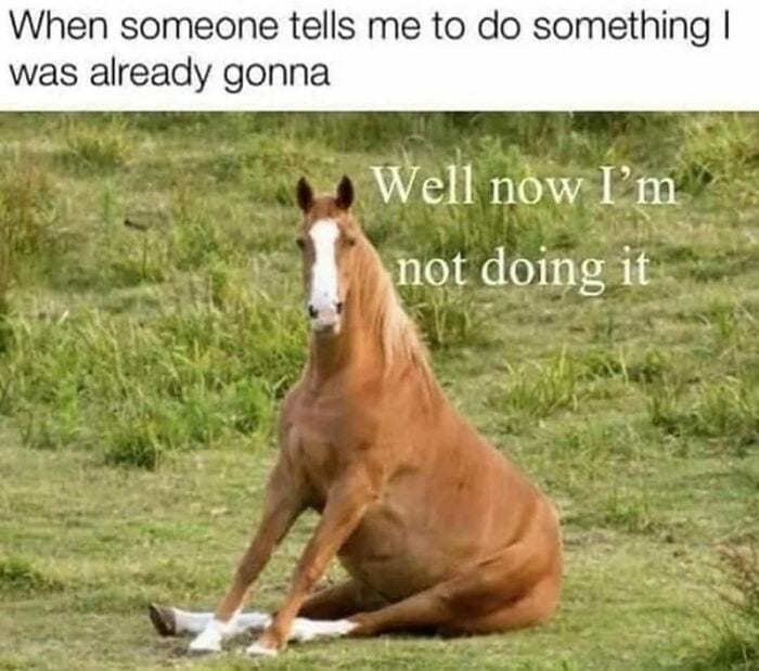 Laughing At My Own Memes 654De8A64B284 700
