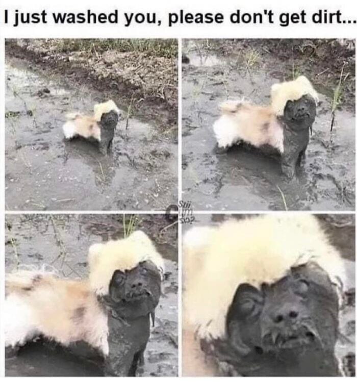 Laughing At My Own Memes 654Df099Bfc14 700