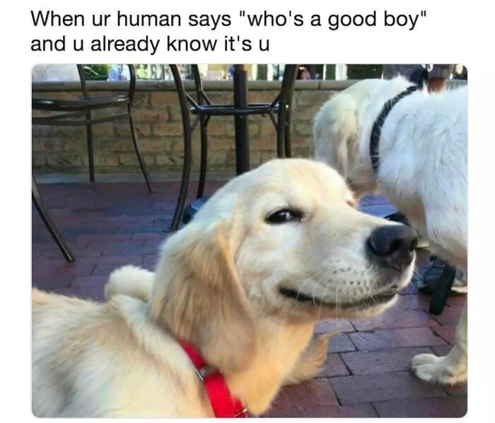 Laughing At My Own Memes 654Df23F95939 700