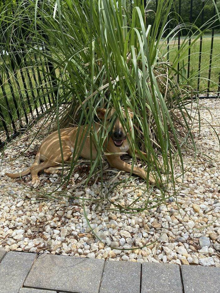 30 Hilarious Pups That Left Their Owners Scratching Their Heads