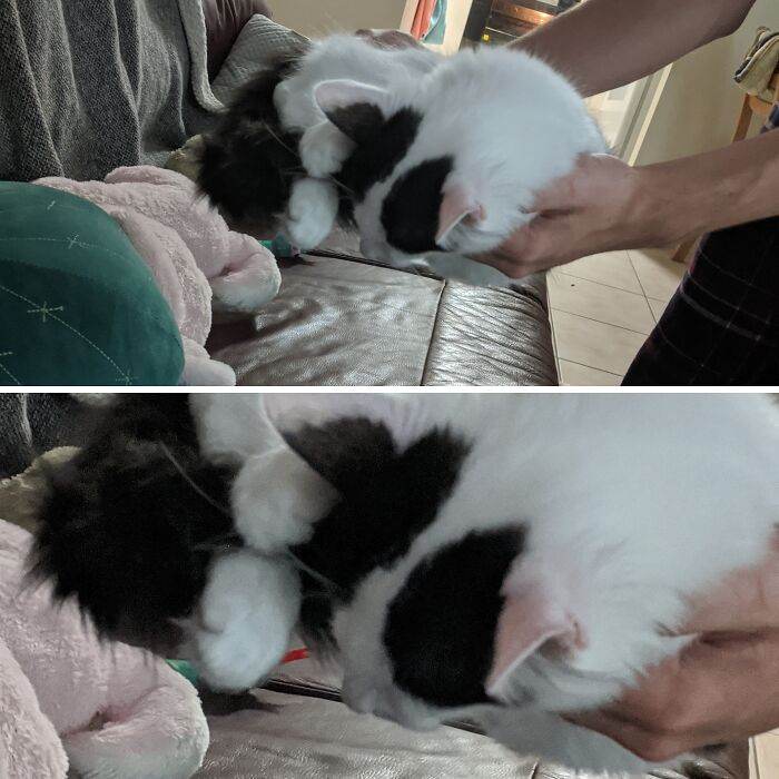 65708454500E7 Animals Being Sleepy Pics
