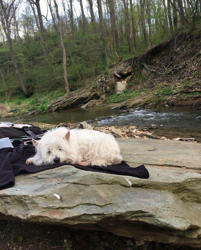 657085654F039 Animals Being Sleepy Pics