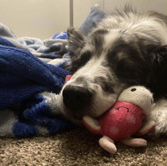 657085D256B08 Animals Being Sleepy Pics