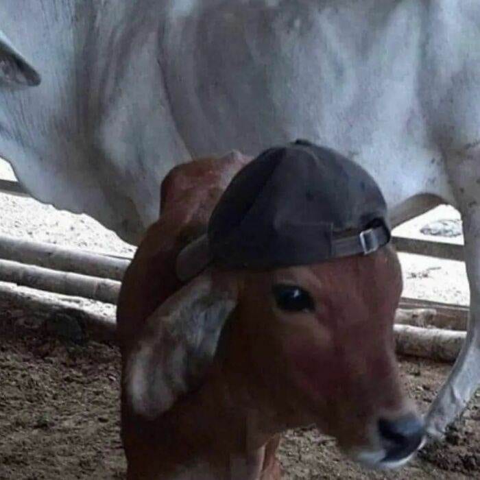 30 Caps That Will Have You Laughing And Puzzled!