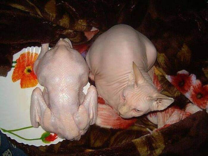 Strange Weird Cursed Images 123 656Edcab136Fc 700