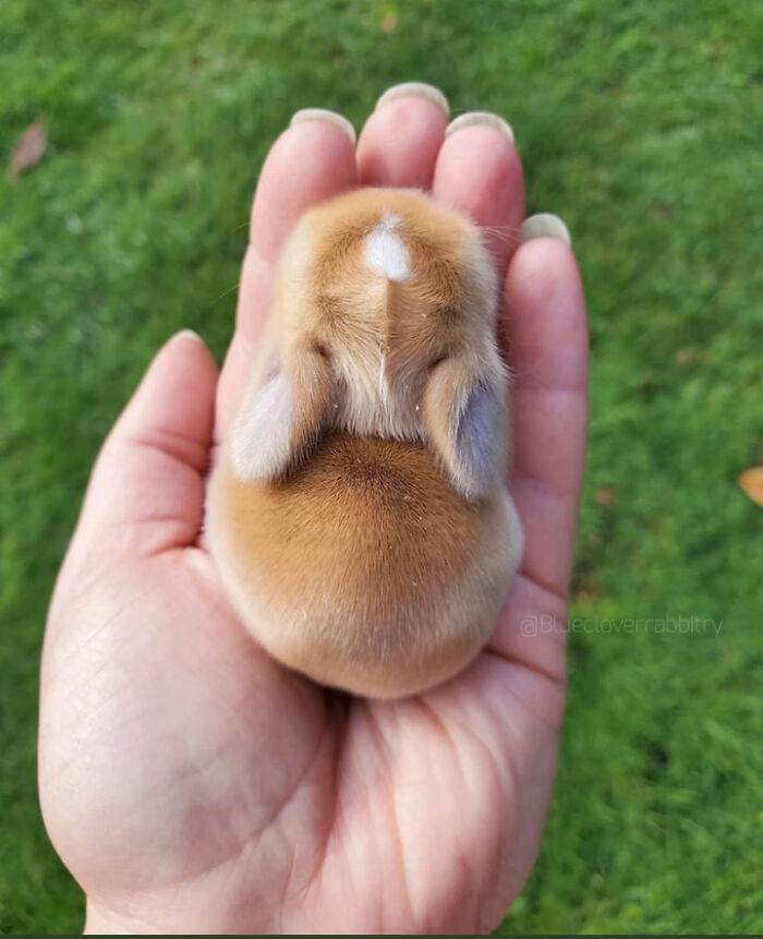30 Charming Animals Guaranteed To Bring A Smile To Your Face