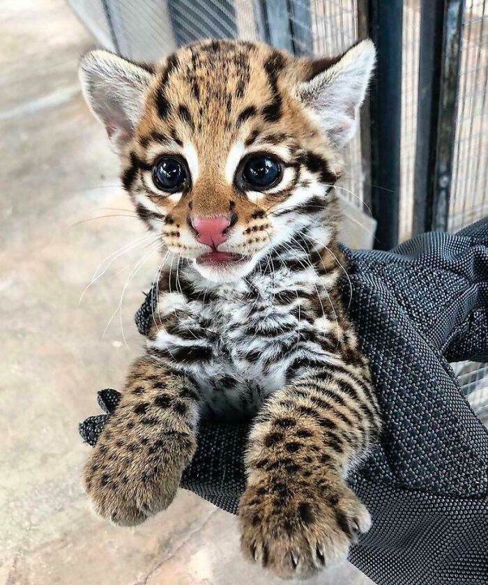 30 Charming Animals Guaranteed To Bring A Smile To Your Face