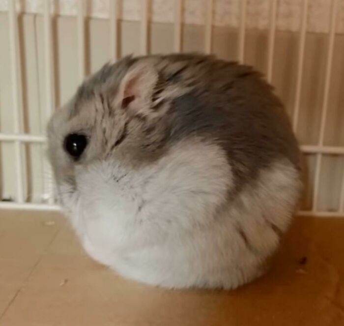 30 Adorably Hilarious Pictures Featuring Plump And Round Animals