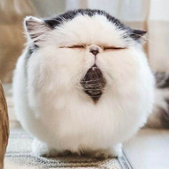 657Ac115C6B0B C6Kdsdaog4I91 700 1