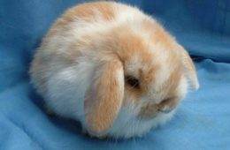 30 Adorably Hilarious Pictures Featuring Plump And Round Animals