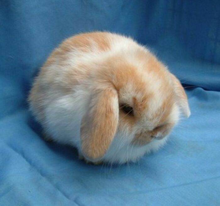 30 Adorably Hilarious Pictures Featuring Plump And Round Animals